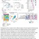 Please check the latest articles !! Hepatology International
