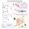 Do the therapeutic vaccines hold hope for the treatment of hepatitis B ?