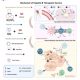 Do the therapeutic vaccines hold hope for the treatment of hepatitis B ?